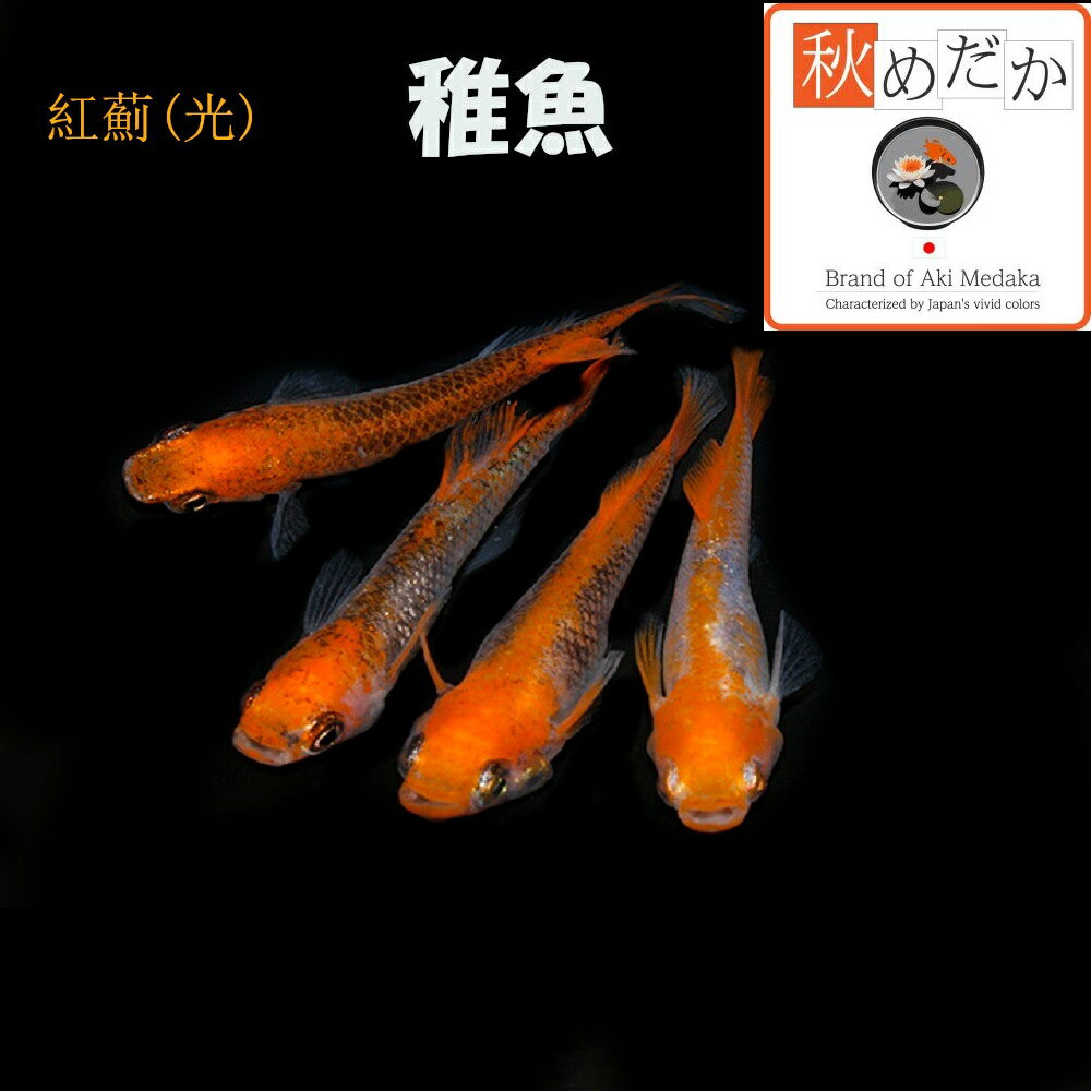 稚魚(1～2cm) 紅薊(光) 10匹無選別 メダカ 稚魚 観賞魚 生体 めだか 淡水魚