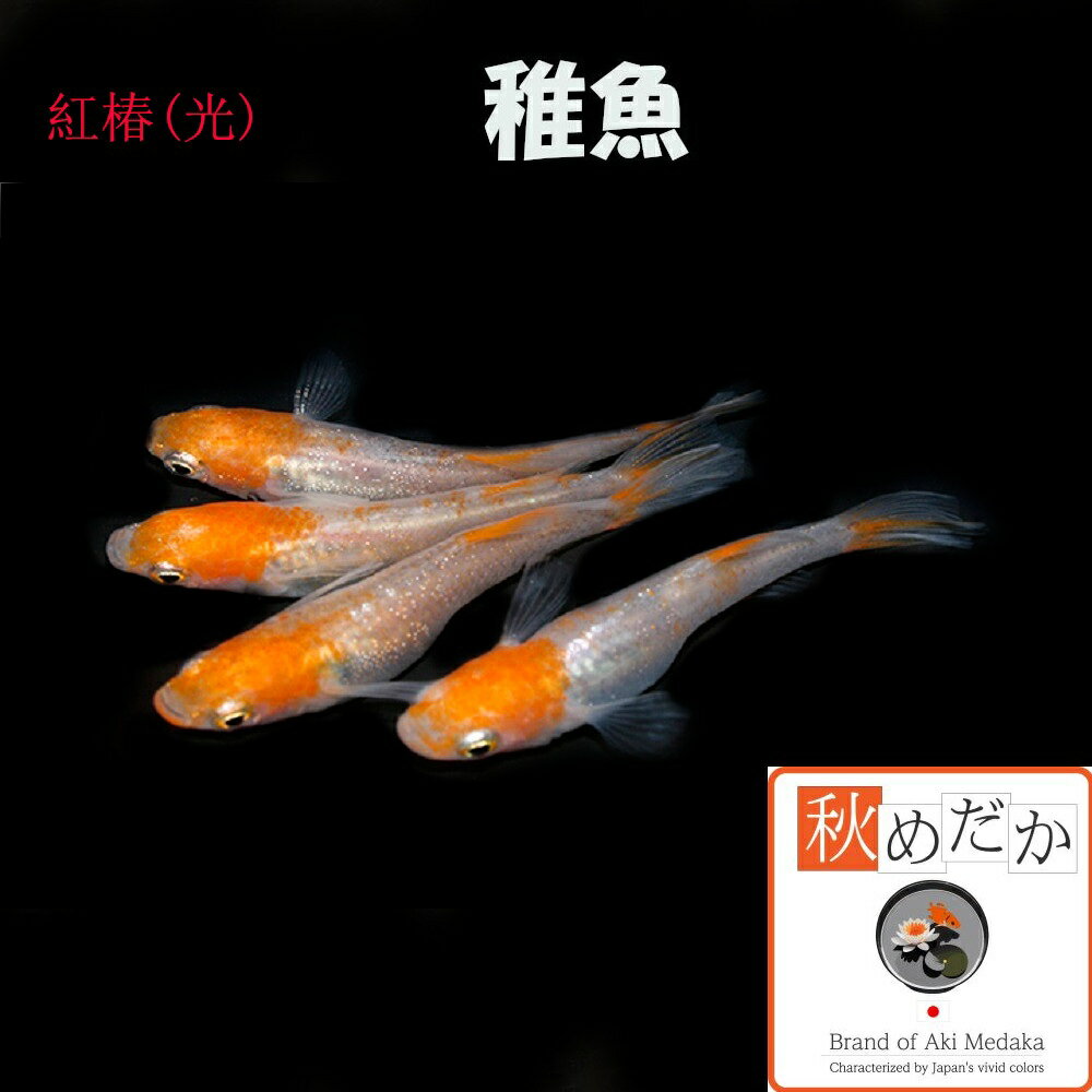 稚魚(1～2cm) 紅椿(光) 10匹無選別 メダカ 稚魚 観賞魚 生体 めだか 淡水魚