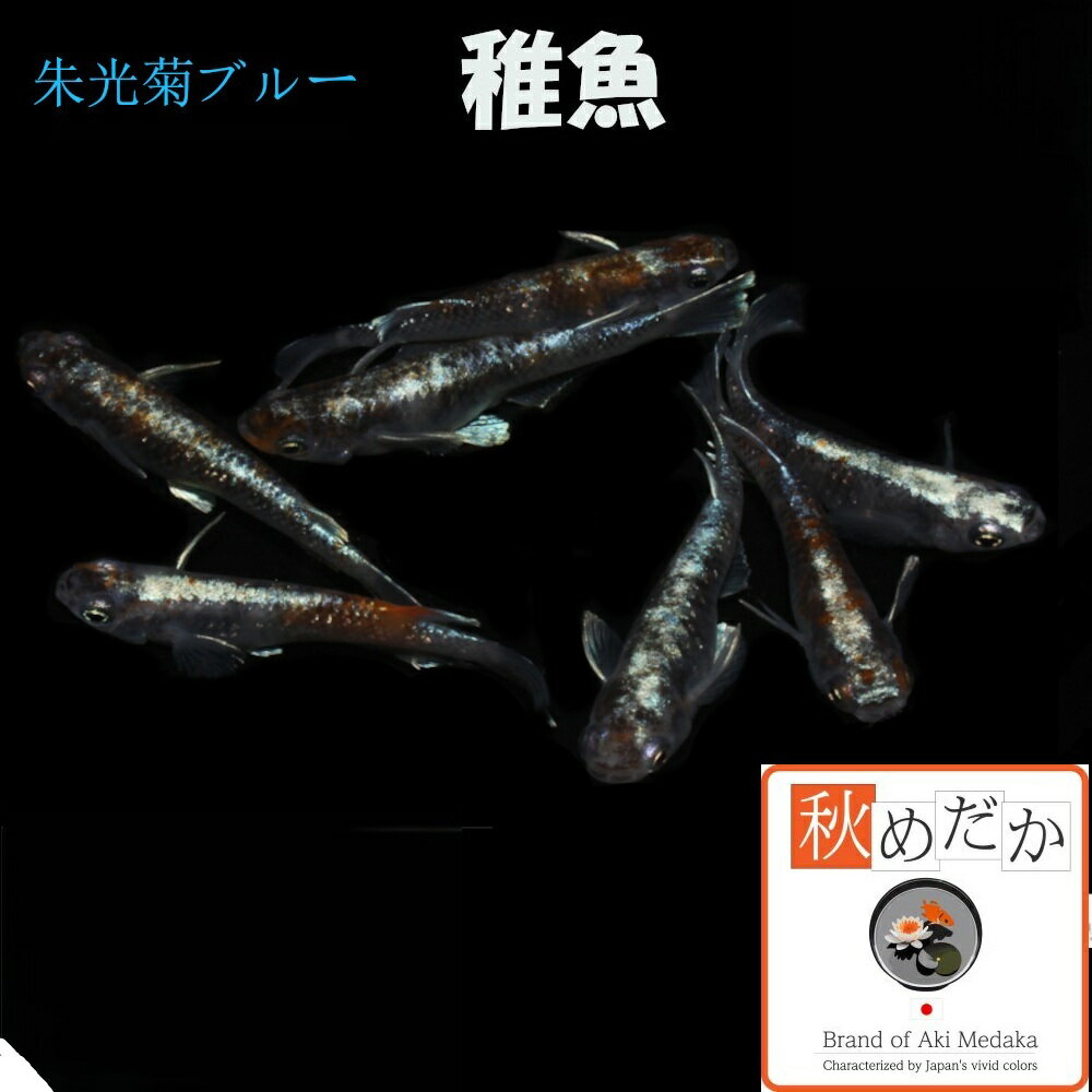 写真は、親レベルのメダカです。 稚魚(1～2cm) 朱光菊ブルー系 10匹 無選別生後2～3ヶ月位で育て易い大きさです。 ▼返品、交換、保証について 商品の返品及び交換は、承っておりません。 ただし、商品の発送にて死着した場合、商品到着後2時間以内に袋を開封せず、デジカメにて写真を撮影しメールで送って下さい。確認後、同等の商品を送ります。当該商品の再送に要する送料などは、当社負担といたします。稚魚(1～2cm) 朱光菊ブルー系 10匹 無選別