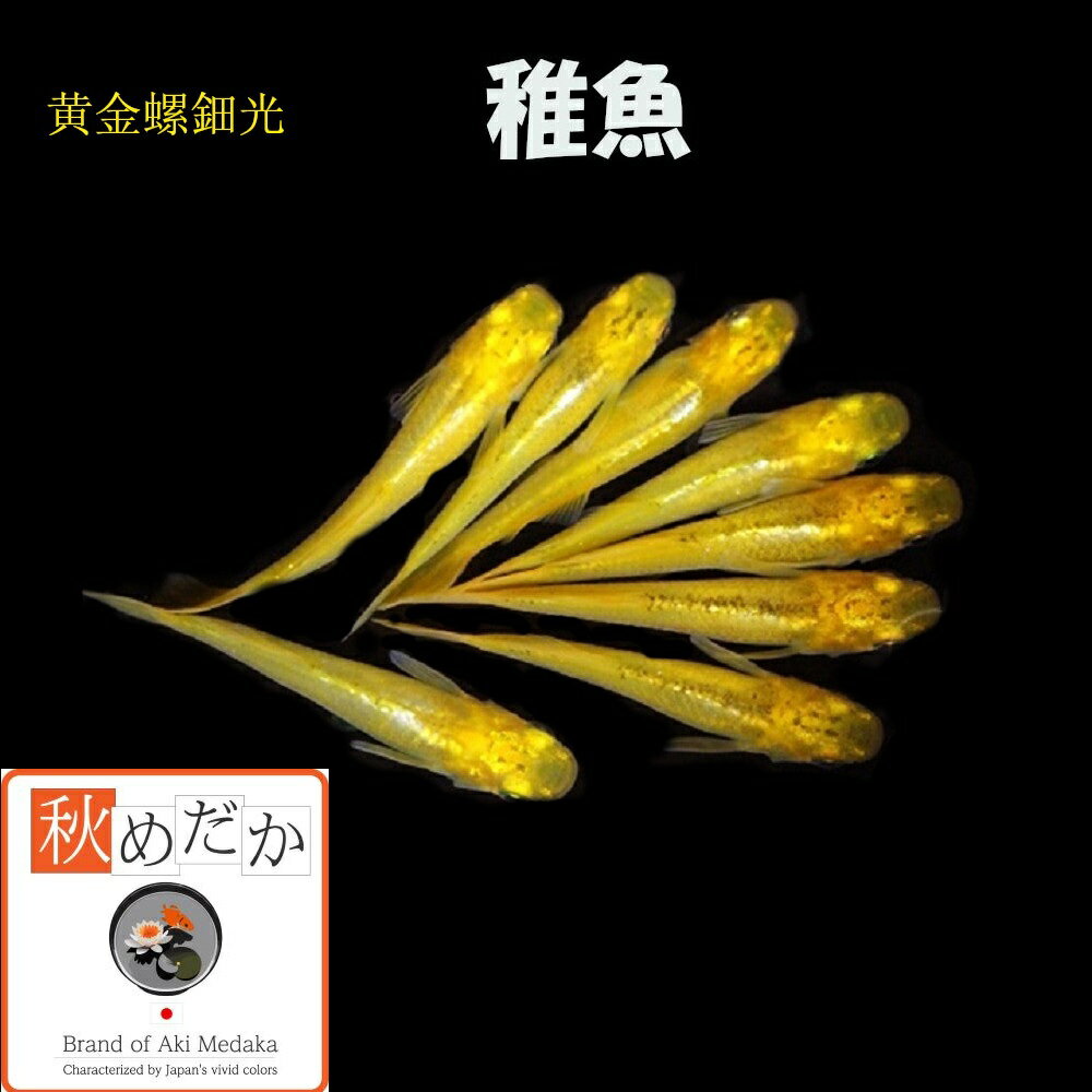 稚魚(1～2cm) 黄金螺鈿光 10匹無選別 メダカ 稚魚 観賞魚 生体 めだか 淡水魚