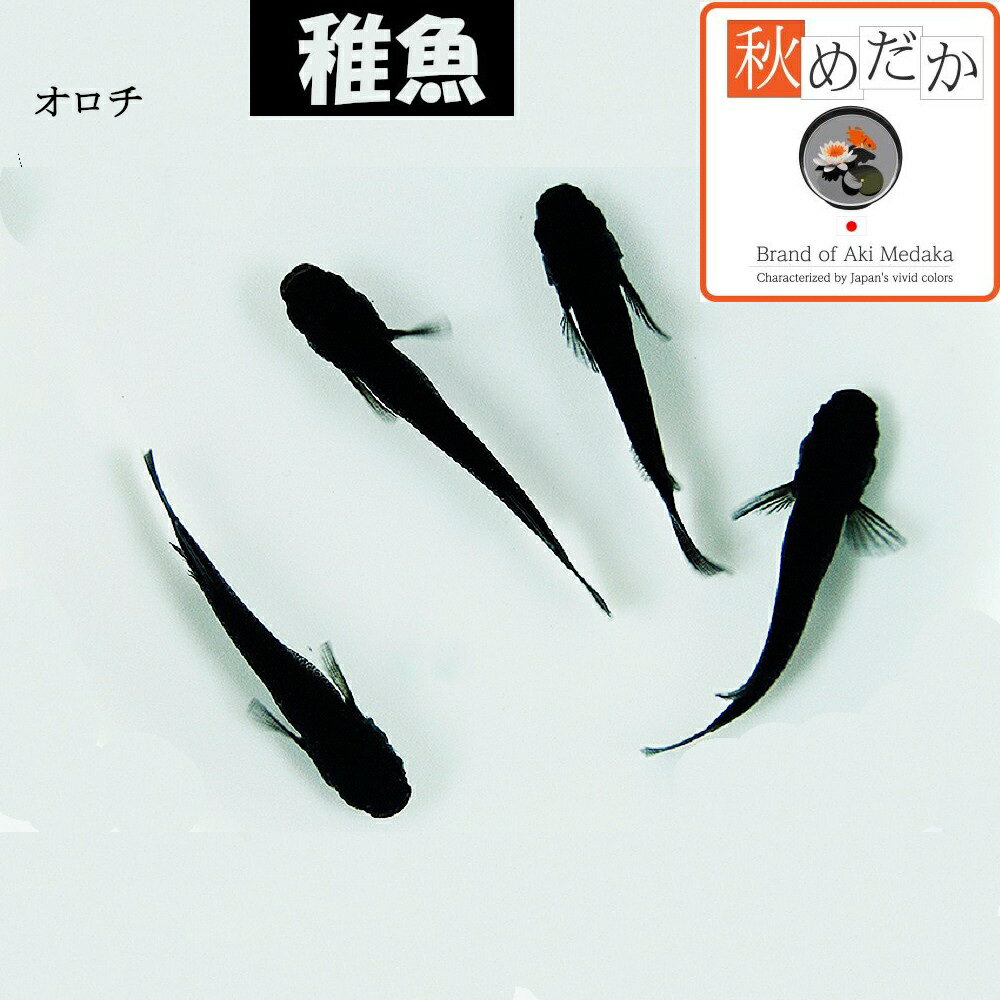 稚魚(1～2cm) オロチ 10匹無選別 メダカ 稚魚 観賞魚 生体 めだか 淡水魚