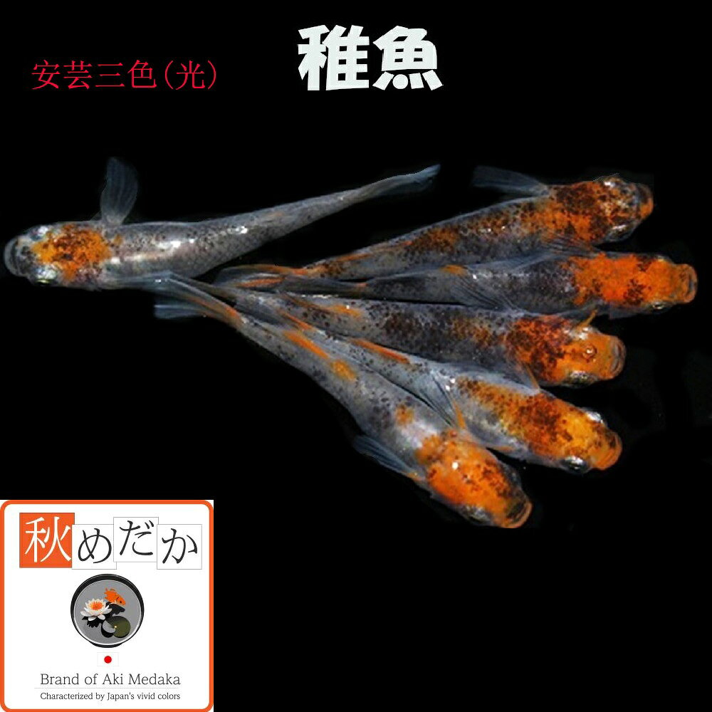 写真は、親レベルのメダカです。 稚魚(1～2cm)安芸三色(光)10匹無選別 生後2～3ヶ月位で育て易い大きさです。 ▼返品、交換、保証について 商品の返品及び交換は、承っておりません。 ただし、商品の発送にて死着した場合、商品到着後2時間以内に袋を開封せず、デジカメにて写真を撮影しメールで送って下さい。確認後、同等の商品を送ります。当該商品の再送に要する送料などは、当社負担といたします。稚魚(1～2cm) 安芸三色(光) 10匹無選別