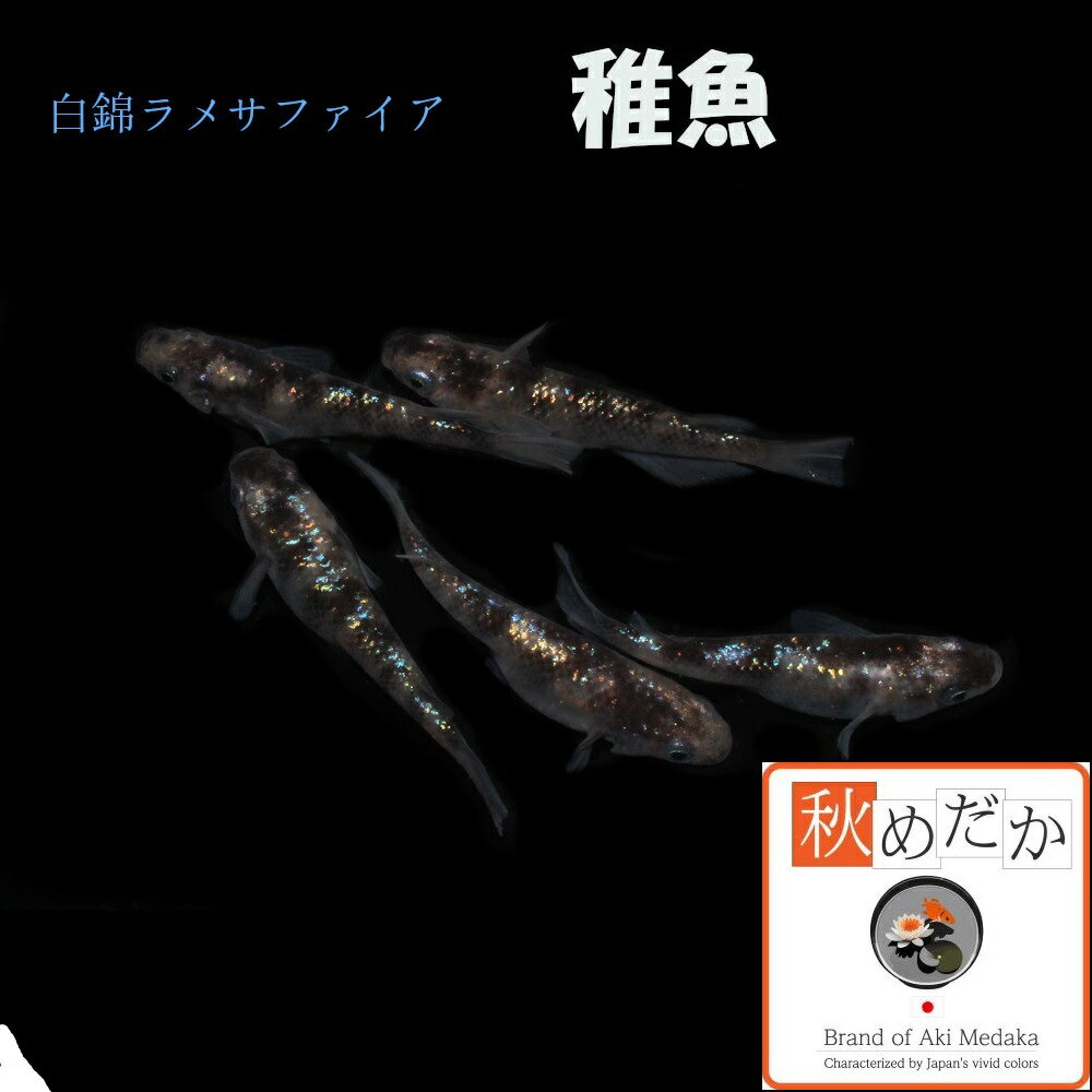 稚魚白錦ラメサファイア系10匹無選...