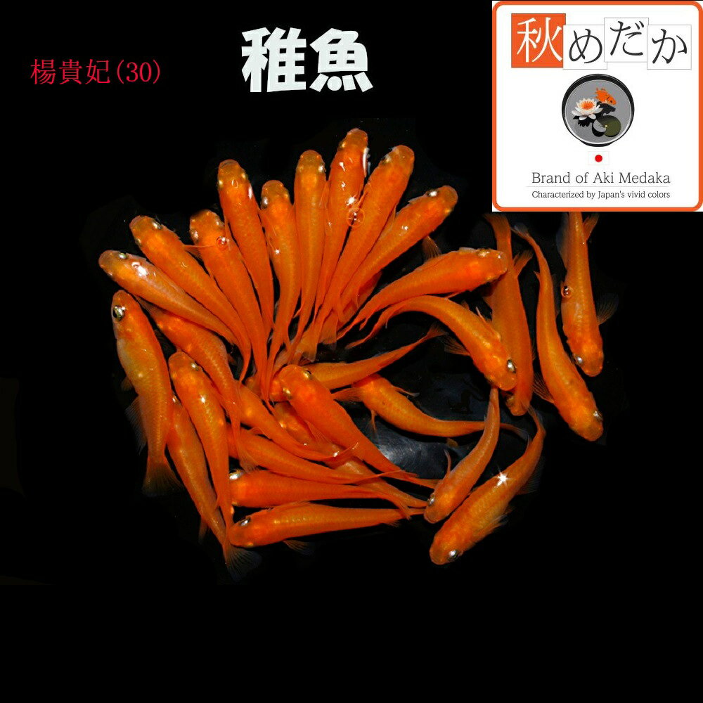 写真は、親レベルのメダカです。 稚魚(1～2cm)楊貴妃(30)20匹無選別 生後2～3ヶ月位で育て易い大きさです。 ▼返品、交換、保証について 商品の返品及び交換は、承っておりません。 ただし、商品の発送にて死着した場合、商品到着後2時間...
