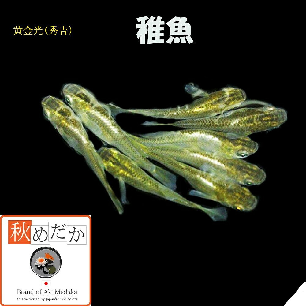 写真は、親レベルのメダカです。 稚魚(1～2cm)黄金光 秀吉10匹無選別 生後2～3ヶ月位で育て易い大きさです。 ▼返品、交換、保証について 商品の返品及び交換は、承っておりません。 ただし、商品の発送にて死着した場合、商品到着後2時間以内に袋を開封せず、デジカメにて写真を撮影しメールで送って下さい。確認後、同等の商品を送ります。当該商品の再送に要する送料などは、当社負担といたします。稚魚(1～2cm) 黄金光 秀吉 10匹無選別