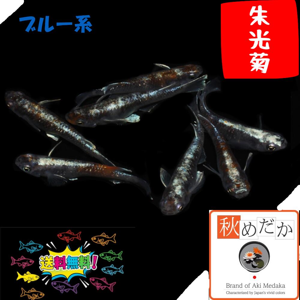 朱光菊ブルー系 4匹 2ペア (ML~Lサイズ) メダカ 販売 三色 普通体型 ラメ 成魚 観賞魚 体外光 生体 めだか 通販 淡水魚