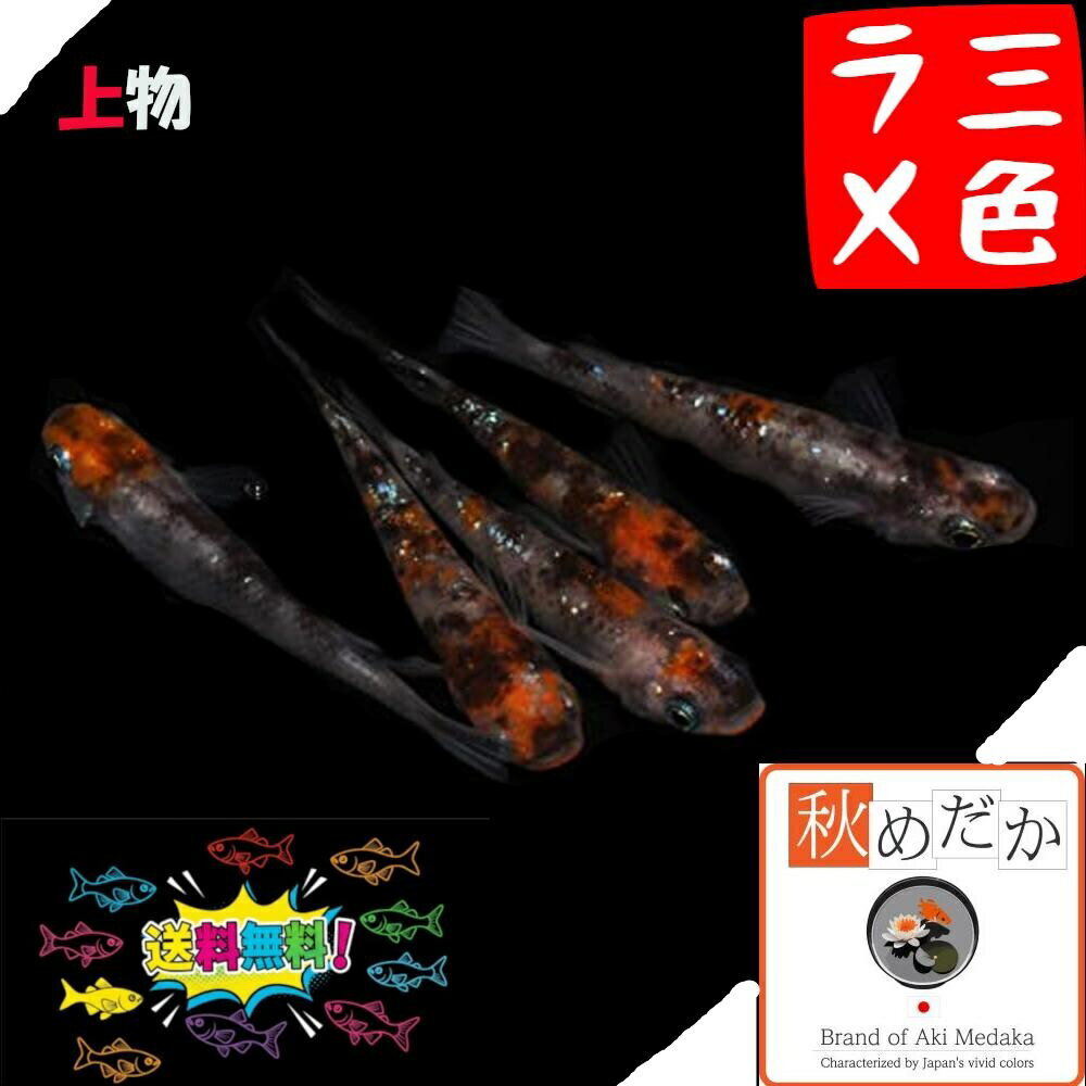 上物三色ラメ 普通体型 4匹 2ペア （ML~Lサイズ) メダカ 販売 普通体型 三色 成魚 観賞魚 ラメ 生体 め..