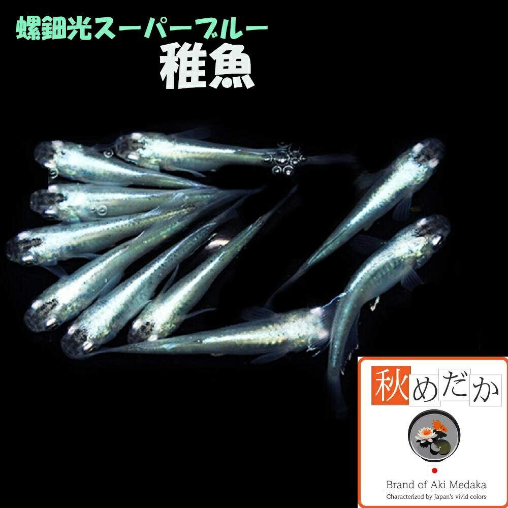 写真は、親レベルのメダカです。 稚魚(1～2cm)螺鈿光スーパーブルー5匹無選別 生後2～3ヶ月位で育て易い大きさです。 ▼返品、交換、保証について 商品の返品及び交換は、承っておりません。 ただし、商品の発送にて死着した場合、商品到着後2時間以内に袋を開封せず、デジカメにて写真を撮影しメールで送って下さい。確認後、同等の商品を送ります。当該商品の再送に要する送料などは、当社負担といたします。稚魚(1～2cm) 螺鈿光スーパーブルー 5匹無選別