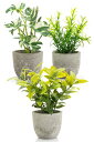 October1st フェイクグリーン 観葉植物 人工 3点セット 卓上用 光触媒加工 造花 インテリア 小物 ミニ indoor plants 人工植物 fake plant おしゃれ 緑 水やり不要 贈り物 ギフト 母の日 父の日 プレゼ