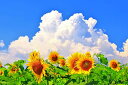 ND タペストリー ひまわり 花 花束 夏 フラワー 植物 太陽 モネ ゴッホ 青空 緑 園芸 生地 インテリア テレワーク 背景 リモートワーク 大きい 壁 布 目隠し 部屋 飾り 間仕切り 向日葵 (デザイ