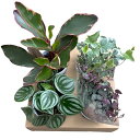 inakougei(イナコウゲイ) 観葉植物 3号 おまかせ【4個】セット 受け皿付き おしゃれ 小さめ 寄せ植え 苗 カラーリーフ 稲石農園 ミニ観葉 何が届...