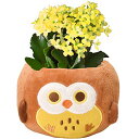 花のギフト社 カランコエ 花 鉢植え プレゼント ギフト 誕生日 お祝い 女性 花鉢 鉢花 フクロウ