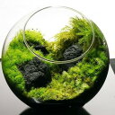 【スターターキット】12cm 溶岩石 苔テラリウム コウヤノマンネングサ 自作 作成キット ハンドメイド 手作り ギフト インテリア 観葉植物 苔の風景