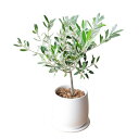 オリーブの木 ホワイト陶器鉢植え 観葉植物 卓上 本物 SOUJU 創樹 インテリア ミニ