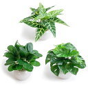 WillingYou フェイクグリーン 卓上 3点セット 鉢付き 人工 観葉植物 おしゃれ インテリア雑貨 世話いらず 水やり不要 オフィス ホームデコレーショ...