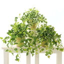公式|造花ドットコム フェイクグリーン「ポトス、アイビー、プミラ 3点セット(素焼きポット)」8407