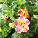 ITANSE カリブラコア エミリ 3.5号 24個セット 品種で選べる花苗 学名 Calibrachoa/ナス科カリブラコア属 非耐寒性多年草 (一年草扱い) 花弁の外側は赤で内側が黄色