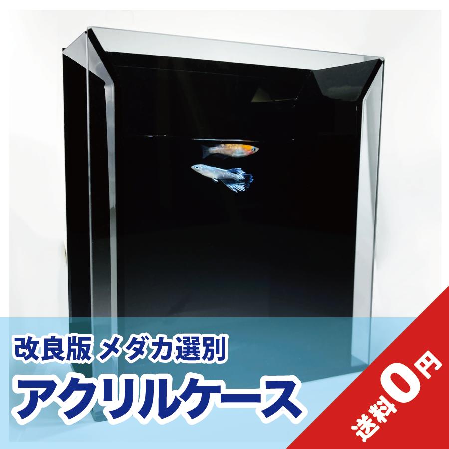 メダカ選別用 水槽 アクリルケース 改良版 高さ160 幅140 奥行き70 / メダカ 水槽 アクリル製 撮影用容器 観察ケース 改良めだか アクアリウム ボックス　メダカ 選別ケース　透明