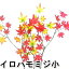 【造花・秋・もみじ・紅葉】イロハモミジ小|9747