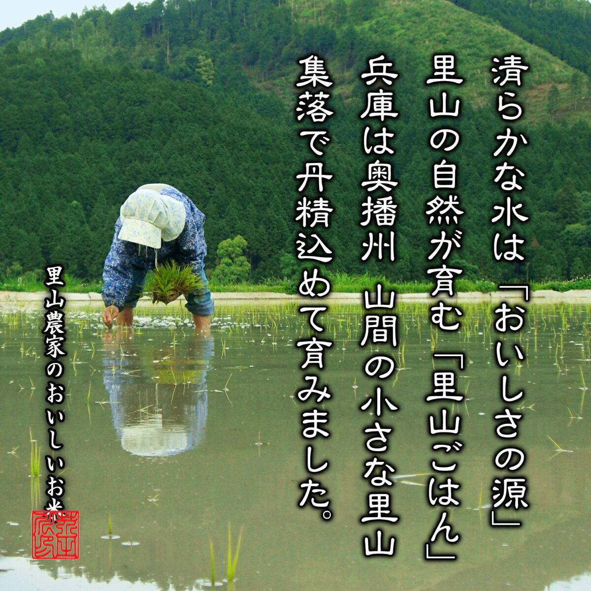 新米予約 令和6年産 新米 お米 10kg 送料無料 玄米にて 清流ひのひかり芥田川 石抜き処理済 ヒノヒカリ 10キロ お取り寄せ 贈り物 喜ばれる お米ギフト おいしいお米 お祝い 内祝い 贈答 2