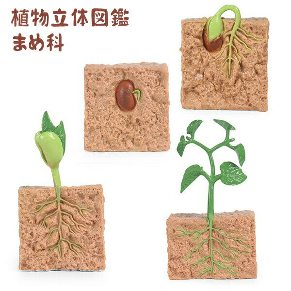 Rakuten - 植物立体図鑑フィギュアサイエンス知育玩具植物の研究理科学習用飾りおもちゃ4個セット男の子女の子誕生日保育所・児童館用品想像力育ちキッズ教育おもちゃ種子学習玩具小学生幼稚園プレゼントギフト