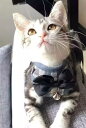 猫 ハーネス XS-L 迷子 帽子 イエロー ピンク レッド ブラック リボン 蝶ネクタイ おしゃれ かわいい 脱げない 胴輪 介護 ハンドル ペット 散歩 リード 紐 朝 夜 豊富なカラー 補助 ロープ ねこ キャット