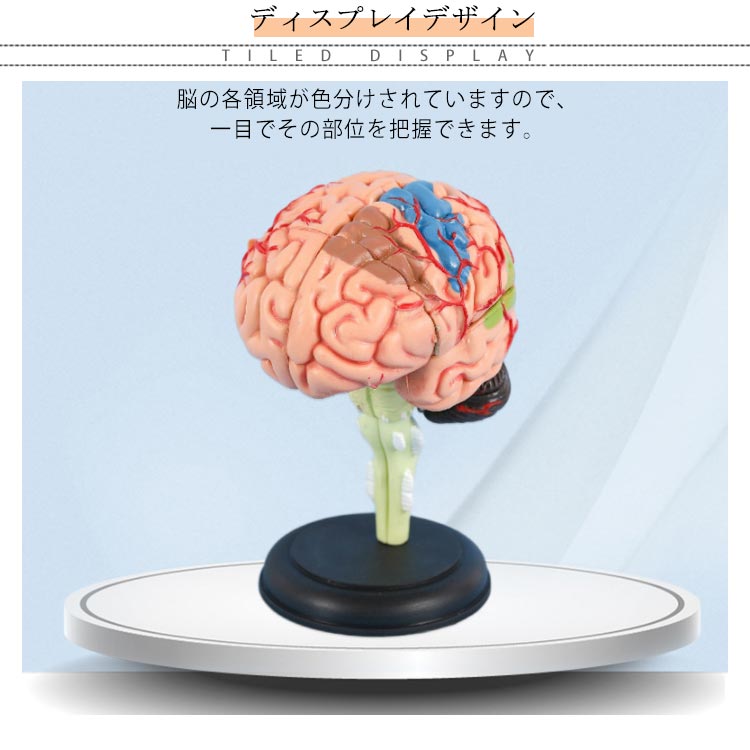 医療学習用 人体模型 看護学校 医学 授業 脳モデル 立体 脳模型 医師 医学生 解剖 脳模型 医学学校 取り外し可能 実習生 勉強 診察 研究 神経学 教材 大脳 仕組み 組立て 分解可能 頭蓋骨 2