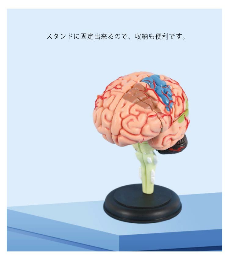 医療学習用 人体模型 看護学校 医学 授業 脳モデル 立体 脳模型 医師 医学生 解剖 脳模型 医学学校 取り外し可能 実習生 勉強 診察 研究 神経学 教材 大脳 仕組み 組立て 分解可能 頭蓋骨 3