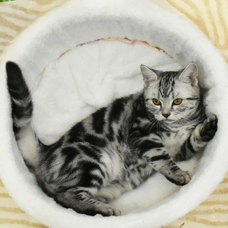 ペットハウス 猫ハウス ふわふわ 猫用ベッド 冬用 洗える マット クッション ペットソファ 寒さ対策 キャットハウス 犬 猫 カップ麺 拉麺 小型犬 中型犬 ペットベッド 寝床 犬猫共通 保温防寒 柔らかい M L XL