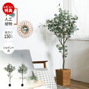 【当店限定特典付】人工観葉植物 フェイクグリーン 床置き フロア 高150cm 造花 インテリア グリーン 大型 ユーカリ オリーブ アーティフィシャル 飾り ...