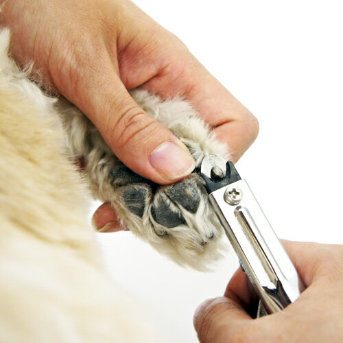 �����䤫�ͥ���ȥ�ޡ��¡�ZAN�˥������󥿥������ڤ��