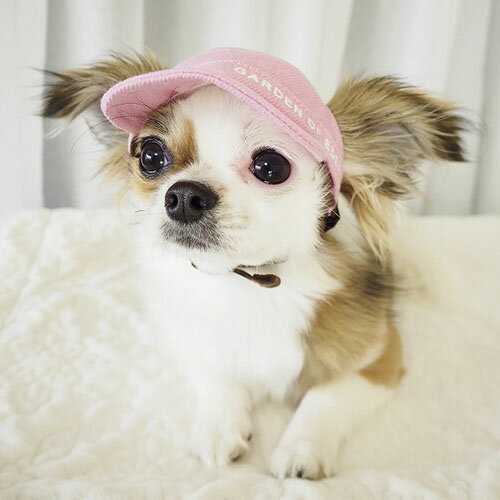 楽天Pet goods shop ALCUORE犬の帽子【Garden of Eden】DENIMワークCAP ＜全3色＞
