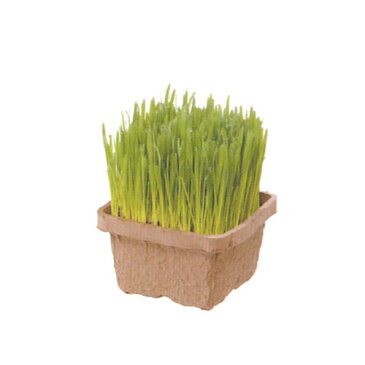 犬と猫が好きな草 (Dog & Cat Grass)タネ 200g○