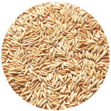 犬と猫が好きな草 (Dog & Cat Grass)タネ 200g○