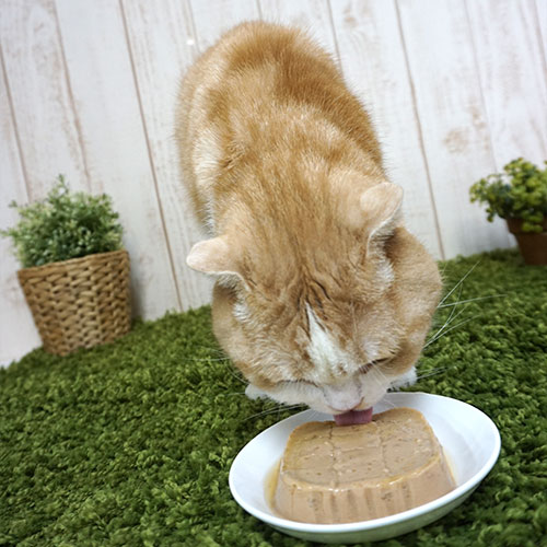 FORZA10（フォルツァディエチ）愛猫用ウエットフード /リナールアクティウェット 100g [ actiwet ]○