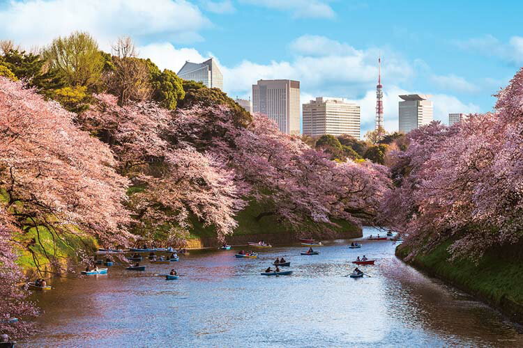 ジグソーパズル 千鳥ヶ淵の花見桜(東京) 1000ピース YAM-10-1436 パズル Puzzle ギフト 誕生日 プレゼントのサムネイル