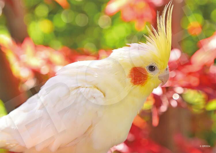 楽天市場】インコ パズルの通販 楽天市場】インコ パズルの通販