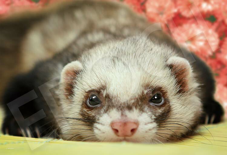 ジグソーパズル いたずらいたち 300ピース