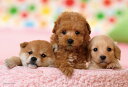 ジグソーパズル 僕たちともだち(トイ・プードル&ダックス&柴犬) 300ピース YAM-03-873