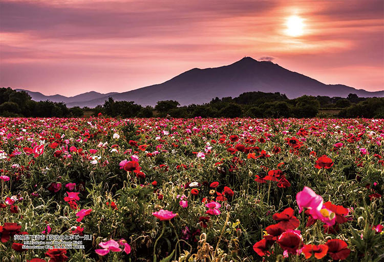 ���������ѥ��� ��븩���ʻԡ����Ȼ��ȥݥԡ�Ȫ�� 300�ԡ��� CUT-300-434 �ѥ��� Puzzle ���ե� ������ �ץ쥼���