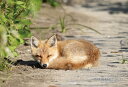 ジグソーパズル 北海道斜里郡「眠るキタキツネの子ども」 300ピース CUT-300-443 パズル Puzzle ギフト 誕生日 プレゼント