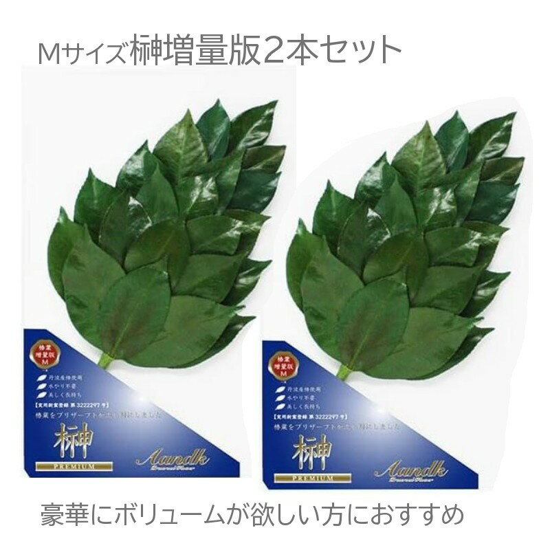 プレミアム榊-Mサイズ増量版(2本)丹波産 高級椿葉使用 神棚 お供え用【メール便送料無料】