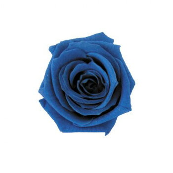■北海道・沖縄・離島へのお届けは別途送料を請求させていただきます。 ■製品の仕様・画像・パッケージは、変更される場合があります。 ■当店では在庫をメーカーと共有しており、商品によっては欠品の場合がございます。 　万一、ご注文頂きました商品が欠品の場合はご連絡させていただきます。 ■ご注文確定後のキャンセル不可です。 ■ラッピング（包装）対応不可です。プリザーブドフラワーです。アレンジなどにご利用ください。※天然素材を使用している商品の性質上、色・サイズ等が表記上と多少異なる場合がございます。サイズ花径:約2.5〜3.5cm、花丈:約2.6〜3.2cm個装サイズ：11×18×6cm重量個装重量：85gセット内容12輪生産国コロンビア 広告文責（ホライズン・03-5843-9512)fk094igrjs