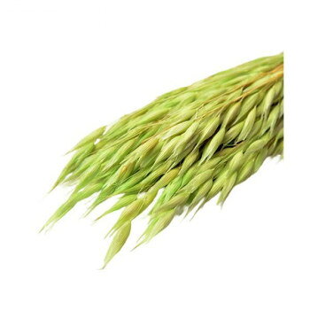 ■北海道・沖縄・離島へのお届けは別途送料を請求させていただきます。 ■製品の仕様・画像・パッケージは、変更される場合があります。 ■当店では在庫をメーカーと共有しており、商品によっては欠品の場合がございます。 　万一、ご注文頂きました商品が欠品の場合はご連絡させていただきます。 ■ご注文確定後のキャンセル不可です。 ■ラッピング（包装）対応不可です。麦のナチュラルな質感を残したドライマテリアルです。サイズ長さ:約50cm個装サイズ：10×30×20cm重量個装重量：300gセット内容1束(約30g)生産国スペイン 広告文責（ホライズン・03-5843-9512)fk094igrjs