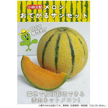 ■北海道・沖縄・離島へのお届けは別途送料を請求させていただきます。 ■製品の仕様・画像・パッケージは、変更される場合があります。 ■当店では在庫をメーカーと共有しており、商品によっては欠品の場合がございます。 　万一、ご注文頂きました商品が欠品の場合はご連絡させていただきます。 ■ご注文確定後のキャンセル不可です。 ■ラッピング（包装）対応不可です。露地で放任栽培できる赤肉ネットメロンです。オレンジ色の果肉で糖度も14〜16度と甘くて美味しい。細いネットがはり、緑色のスターラインが8本入っています。登熟は交配後38〜40日で果重1.0〜1.4kg。着果数は1株4〜6個程度にする。果皮が少し黄色味を帯びて、へたに離層が形成されると収穫適期です。【栽培のポイント】・元肥は10a当たりN:P:Kを成分量で各10〜12kg程度が目安。・高畦・排水の良い圃場で栽培する。・定植前または定植後に本葉4枚を残し摘芯を行う。【注意事項】※種子は播種後の栽培条件、天候事情により、その結果が異なる場合がございます。万が一、結果不良でも保証はできかねます。※一部地域(郡部・山間部等)は時間帯指定不可となります。サイズ個装サイズ：20×20×15cm重量個装重量：50g仕様内容量:100粒生産国台湾 広告文責（ホライズン・03-5843-9512)fk094igrjs
