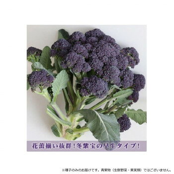 ■北海道・沖縄・離島へのお届けは別途送料を請求させていただきます。 ■製品の仕様・画像・パッケージは、変更される場合があります。 ■当店では在庫をメーカーと共有しており、商品によっては欠品の場合がございます。 　万一、ご注文頂きました商品が欠品の場合はご連絡させていただきます。 ■ご注文確定後のキャンセル不可です。 ■ラッピング（包装）対応不可です。冬紫宝の早生タイプで、定植後65〜70日で収穫期に達する。頂花蕾を10月下旬〜1月下旬に収穫し、3月まで順次側枝の収穫が続く。花蕾を茹でると深い緑色に変化する。茎もやわらかく、甘みがあります。【栽培のポイント】・平坦地では7月上旬〜25日に播種する。広めの株間(35〜40cm)で定植し、早期に株を作り多収を目指す。・頂花蕾収穫時に追肥することで、3月まで側枝の収穫が可能になる。【注意事項】※種子は播種後の栽培条件、天候事情により、その結果が異なる場合がございます。万が一、結果不良でも保証はできかねます。※一部地域(郡部・山間部等)は時間帯指定不可となります。サイズ個装サイズ：30×20×20cm重量個装重量：100g仕様内容量:1000粒生産国チリ 広告文責（ホライズン・03-5843-9512)fk094igrjs
