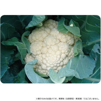 ■北海道・沖縄・離島へのお届けは別途送料を請求させていただきます。 ■製品の仕様・画像・パッケージは、変更される場合があります。 ■当店では在庫をメーカーと共有しており、商品によっては欠品の場合がございます。 　万一、ご注文頂きました商品が欠品の場合はご連絡させていただきます。 ■ご注文確定後のキャンセル不可です。 ■ラッピング（包装）対応不可です。花蕾は緻密で純白なドーム型に仕上がる。耐暑性に優れる上、草姿立性で包葉性に優れ、花蕾に光が当たりにくく栽培容易。異常花蕾が少なく、収穫の揃いも良い。定植後58日程度で収穫できる極早生品種です。【栽培のポイント】・元肥は窒素成分量で10aあたり16kgが目安。初期成育を促すため中耕を定期的に行い、外葉を大きく作る。・湿害を受けると外葉が張らず包葉性が弱まるため、排水性の良い圃場作りを行う。・収穫遅れは、花蕾に光が当たり花蕾色が純白でなくなるため、適期収穫を心掛ける。・過度の遅播きは、ボトニングの原因となるため避ける。【注意事項】※種子は播種後の栽培条件、天候事情により、その結果が異なる場合がございます。万が一、結果不良でも保証はできかねます。※一部地域(郡部・山間部等)は時間帯指定不可となります。サイズ個装サイズ：20×20×2cm重量個装重量：20g仕様内容量:20ml生産国台湾 広告文責（ホライズン・03-5843-9512)fk094igrjs