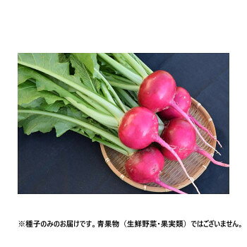 ■北海道・沖縄・離島へのお届けは別途送料を請求させていただきます。 ■製品の仕様・画像・パッケージは、変更される場合があります。 ■当店では在庫をメーカーと共有しており、商品によっては欠品の場合がございます。 　万一、ご注文頂きました商品が欠品の場合はご連絡させていただきます。 ■ご注文確定後のキャンセル不可です。 ■ラッピング（包装）対応不可です。根部の肌は全面美しい鮮紅色です。形は豊扁円球になります。肉質は、緻密で柔らかく、また独特の風味と香りがあります。生育はすこぶる旺盛です。葉柄は淡緑色で、粘りがあり、葉はやや濃緑色の大葉で、根部の紅色と緑のコントラストが良く映え美しいです。乾燥と寒さによく耐える強健種なので育てやすい品種です。晩夏から一般秋蒔き栽培では播種後約45日で中蕪となり、60日前後で根径12から13cm位となります。春蒔き(トンネル)栽培では根径約8cm前後の中蕪で収穫するのが良いでしょう。※種子は播種後の栽培条件、天候事情により、その結果が異なる場合がございます。万が一、結果不良でも保証はできかねます。【栽培のポイント】・無理な早蒔き、極端な密植は色上がりが悪くなります。間引きを早めに行い、株間を十分にとることが、良品多収のポイントです。また、生育旺盛種なので栽培は容易ですが、発芽期から幼苗期にかけての乾燥には十分に気を付けてください。厳寒期の播種は抽台の恐れがあるので、根径8cm前後の中蕪で収穫してください。・秋蒔きでは、窒素肥料、リン酸肥料、カリウム肥料を10アール(一反)当たり各15kg、苦土石灰100kgを標準とし、土壌の肥沃度により加減をしてください。完熟堆肥を早めに土になじませ、肥料は元肥主体で播種の一週間前までに苦土石灰とともに全面散布してロータリーで耕してください。・平暖地での9月上旬〜下旬蒔き、10月下旬〜12月どり、冷涼地での8月中旬〜9月上旬蒔き、10月から12月どりが最適です。晩夏から一般秋蒔き栽培では、播種後約45日で根径8cmくらいの中蕪に、約60日で12〜13cmくらいの大蕪に成育し、一斉収穫が可能です。※一部地域(郡部・山間部等)は時間帯指定不可となります。サイズ個装サイズ：20×20×15cm重量個装重量：200g生産国イタリア 広告文責（ホライズン・03-5843-9512)fk094igrjs
