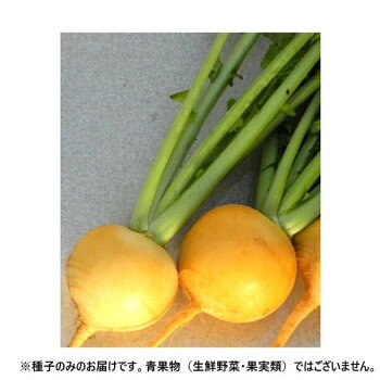 ■北海道・沖縄・離島へのお届けは別途送料を請求させていただきます。 ■製品の仕様・画像・パッケージは、変更される場合があります。 ■当店では在庫をメーカーと共有しており、商品によっては欠品の場合がございます。 　万一、ご注文頂きました商品が欠品の場合はご連絡させていただきます。 ■ご注文確定後のキャンセル不可です。 ■ラッピング（包装）対応不可です。根部外皮は鮮やかな黄色、内部はクリーム色になる甲高のF1黄カブ。白蕪と比べしっかりとした肉質で、加熱調理すると柔らかくホクホクとしたジャガイモのような食感に変わり、内部の色も濃くなり甘味も増す。茎葉は淡緑色でやや開帳気味に生育するため株間は広めにとる。適期栽培で、播種後65日前後で球径8cmの小蕪、80日程度で球径12cmの中大蕪として収穫できる。極晩抽性でス入りも極めて遅く、裂根もしにくいため在圃性が非常に高い。播種期の幅が広く、ハウス・トンネルを使用することで秋から年末まで播種できる。※種子は播種後の栽培条件、天候事情により、その結果が異なる場合がございます。万が一、結果不良でも保証はできかねます。【栽培のポイント】・10アール当たりN・P・Kを成分量で各15kg程度、全量元肥もしくは元肥と追肥にわけて施与する。土壌条件により成分比、成分量は加減する。ホウソ欠乏の予防のため、F.T.E などのホウソ入り資材の適量使用が望ましい。・無理な早まきは、葉勝ちになり根が太らず、また葉が縮むバイラス病にかかりやすいため、適期播種を心掛ける。・生育初期に土壌が乾燥していると生育が鈍るため、播種前に水を含ませておくことが望ましい。生育中も同様に適度な湿度を保つように心掛ける。※一部地域(郡部・山間部等)は時間帯指定不可となります。サイズ個装サイズ：30×20×20cm重量個装重量：1000g仕様内容量:2000粒生産国フランス 広告文責（ホライズン・03-5843-9512)fk094igrjs