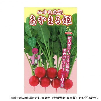 小林種苗 ハツカダイコン種子 あかまる姫　7240　小袋(4ml)